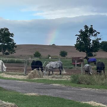 Horses and rainbows