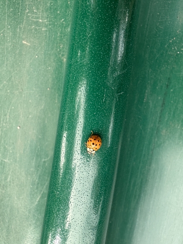 Lady Bug Laval, Quebec, CA