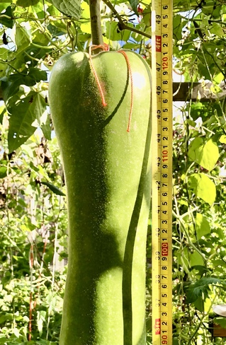 122 cm (48in) long new Bottle Gourd King in my vegetable garden Ontario