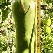 122 cm (48in) long new Bottle Gourd King in my vegetable garden