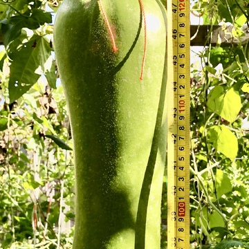 122 cm (48in) long new Bottle Gourd King in my vegetable garden