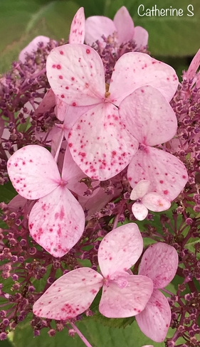 Pink Hydrangea’s Blossoms With Speckles Toronto, Ontario, CA