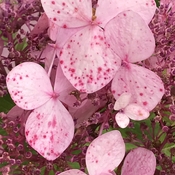 Pink Hydrangea’s Blossoms With Speckles