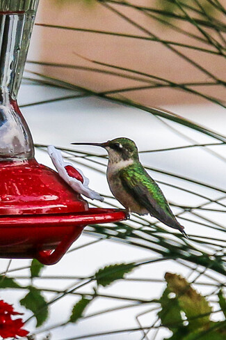 Hummingbird Tecumseh, ON
