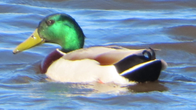 mallard duck Erieau, ON