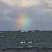 Swans on Lake Huron`