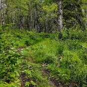 Dryden Nature Trail
