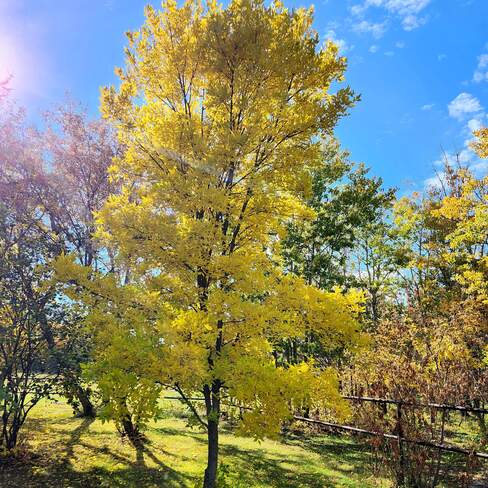 blue sky, yellow tree! Vegreville, AB