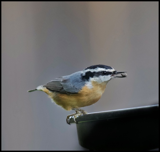 Red Chested Nuthatch Orléans, ON K1C 6V9