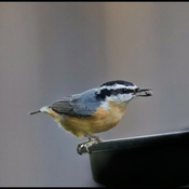 Red Chested Nuthatch