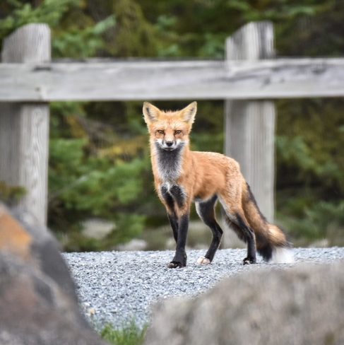 Red fox vixen Wasaga Beach, Ontario, CA