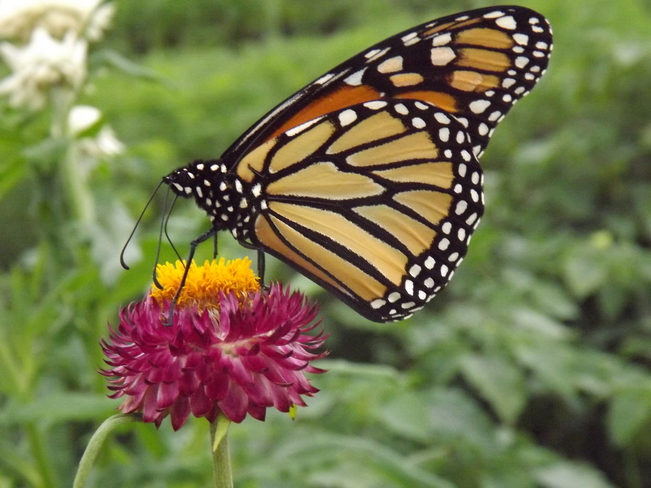 MONARCH on a PAPER FLOWER thunder bay