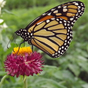 MONARCH on a PAPER FLOWER