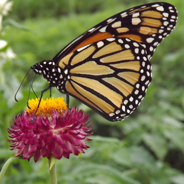 MONARCH on a PAPER FLOWER