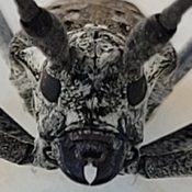 White spotted Sawyer Beetle