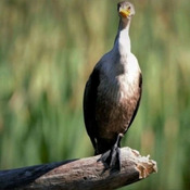 cormoran aigrette (yl)