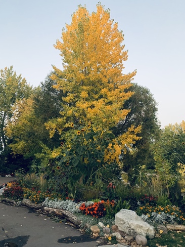 Golden autumn Prince's Island Park, Eau Claire Avenue Southwest, Calgary, AB