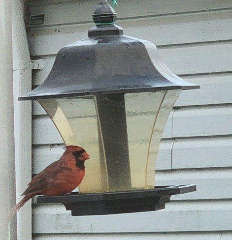 Cardinal Orillia, ON