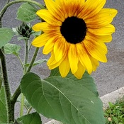 Sunflower - Sept 27, 2022