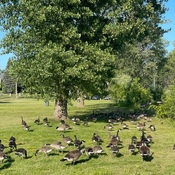 Geese on Mont-Royale