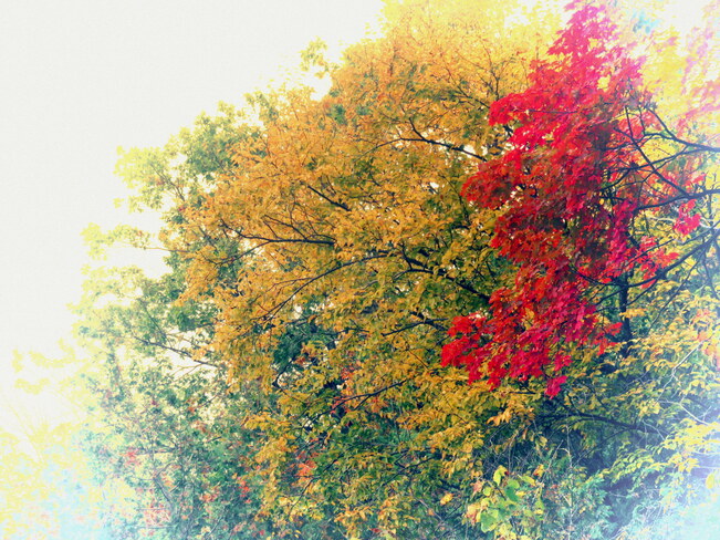 Autumn Beauty Ottawa, ON
