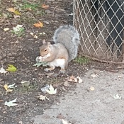 squirrel. !!!