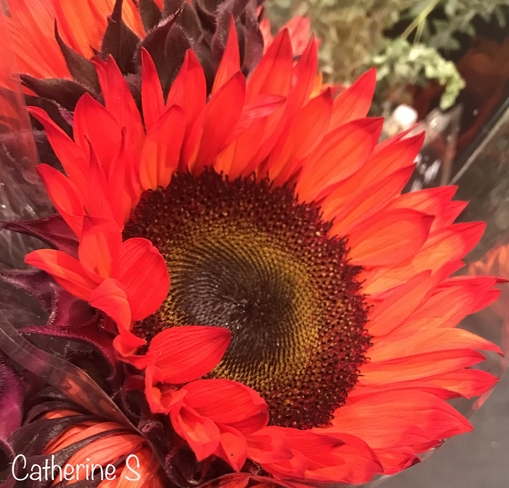 Red Sun Sunflower Toronto, Ontario, CA