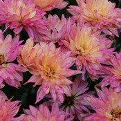 Pretty in Pink Mums