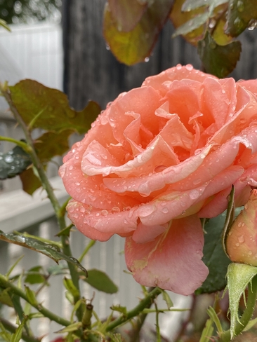 Raindrops on roses Glen Williams, Ontario, CA