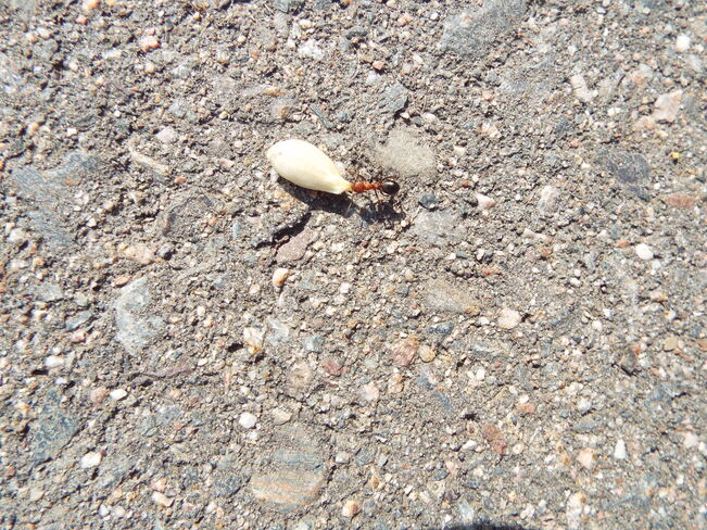 ANT CARRYING a ORANGE SEED thunder bay