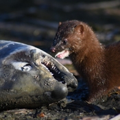 Mink eats salmon on the Humber river