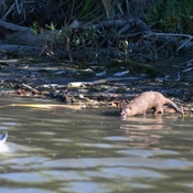 Mink eats salmon on the Humber river