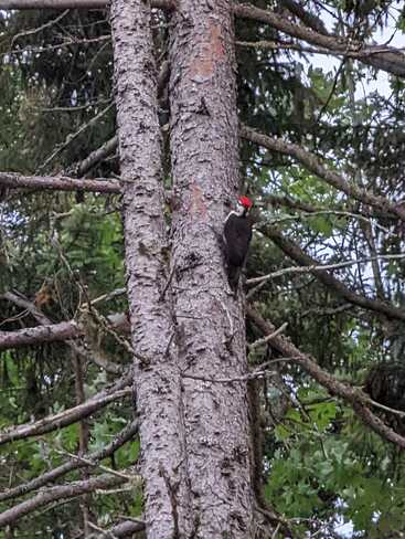 piliated woodpecker Dieppe, NB