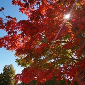 Sept 29 2022 15C Autumn - Red Maples - The most beautiful season - Thornhill