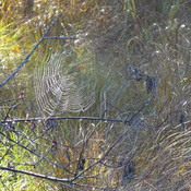 A Fall Spider Web