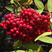 VERY RED MOUNTAIN ASH BERRIES