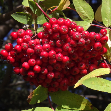 VERY RED MOUNTAIN ASH BERRIES