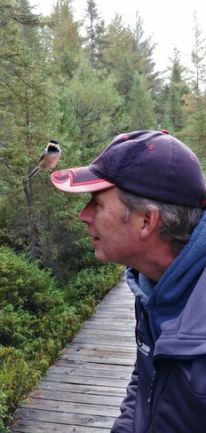 Friendly bird Algonquin Provincial Park, ON