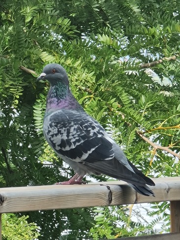 Pigeon on the deck railing... HMW Ottawa, ON