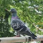Pigeon on the deck railing... HMW
