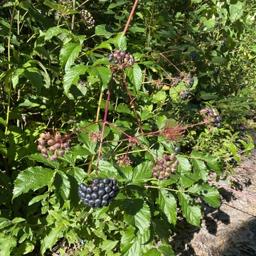 Wild berries