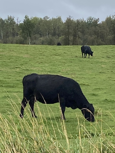 On a farm ver black cows La Motte, QC
