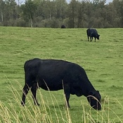 On a farm ver black cows