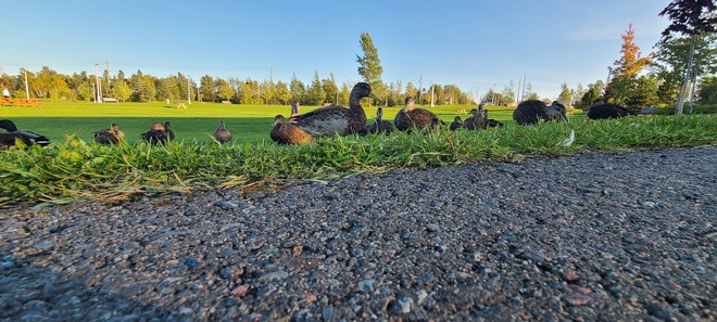 Ducks Gander, NL