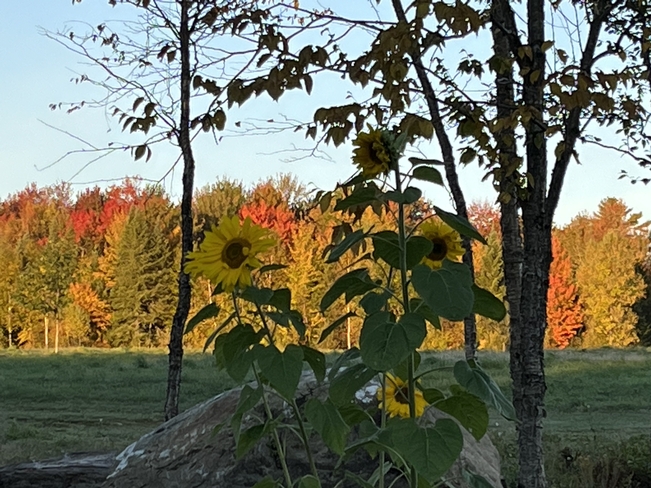Soleil d’automne Beaulac-Garthby, Québec, CA