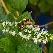 local honey bee in my mint