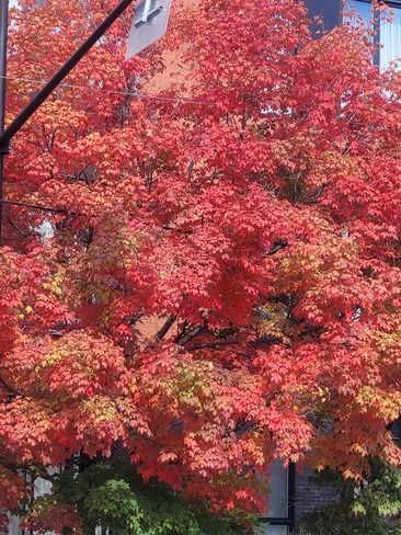 arbre d'automne Montréal, QC