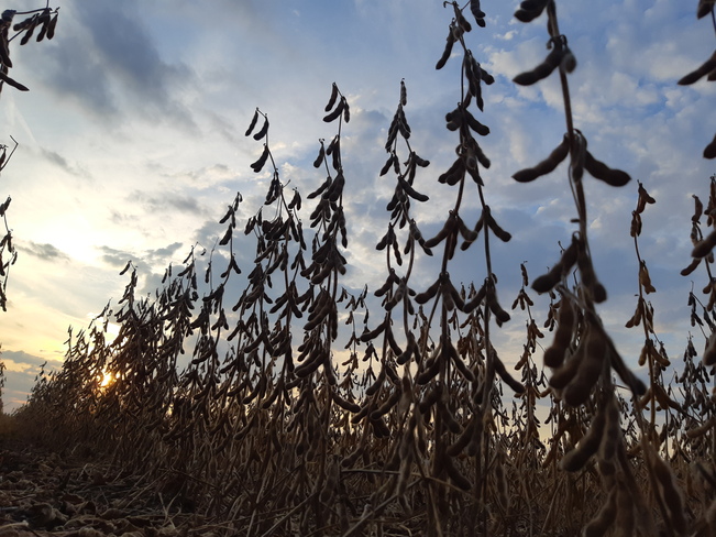 Soybean Harvest 2022 Parkhill, ON