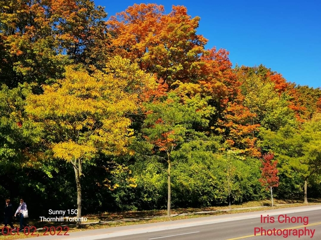 Oct 2 2022 15C Beautiful Autumn - Changing colors in Thornhill Thornhill, ON