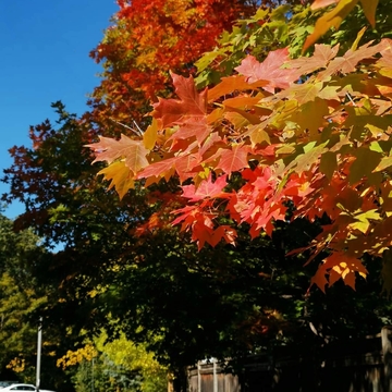 Oct 2 2022 15C Beautiful Autumn - Changing colors in Thornhill